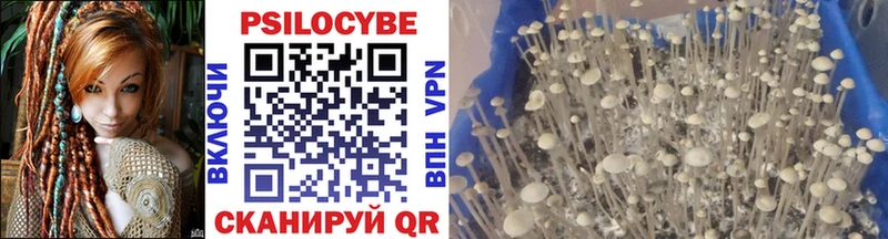 mega сайт Таштагол Псилоцибиновые грибы Psilocybe купить закладку